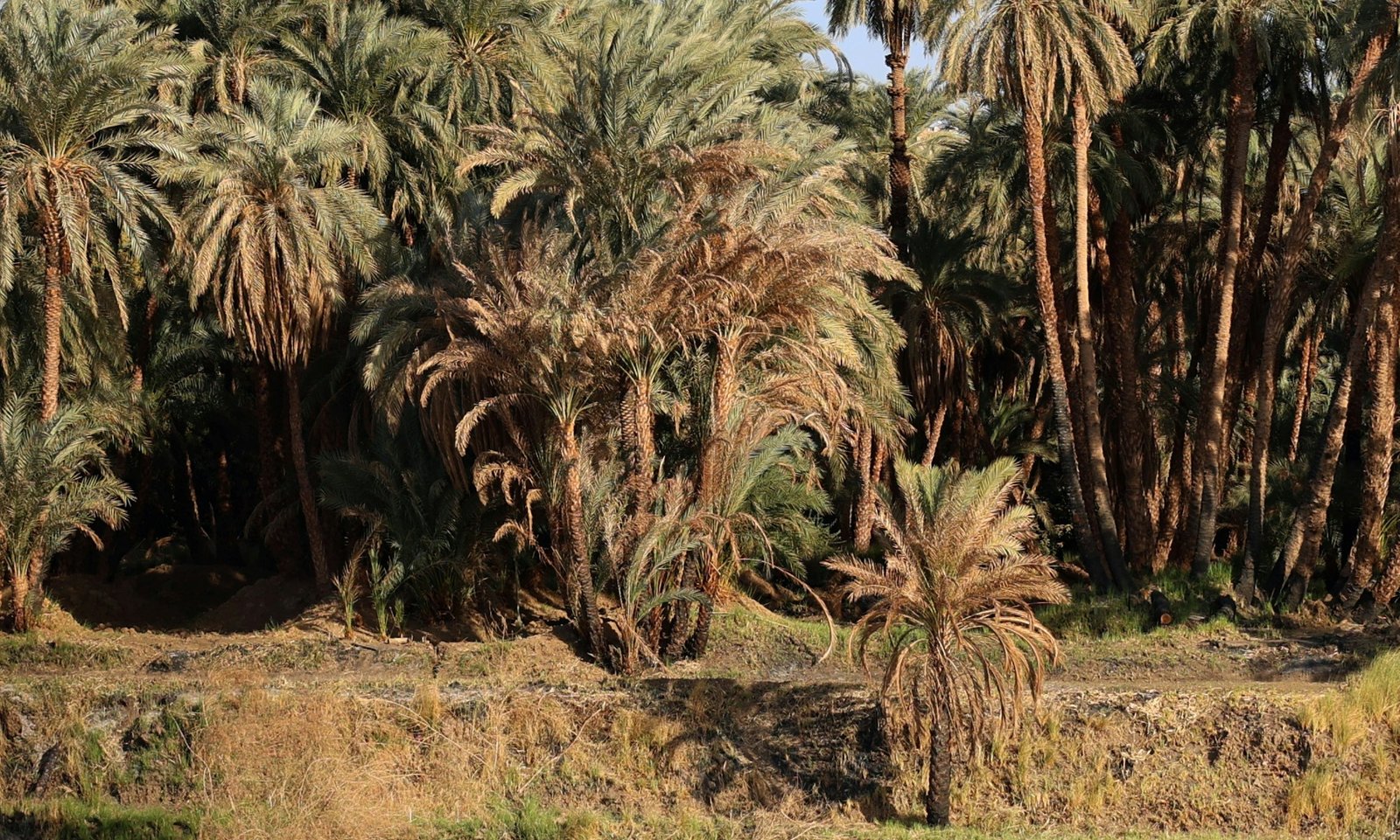 Home R360 Date Palm Grove