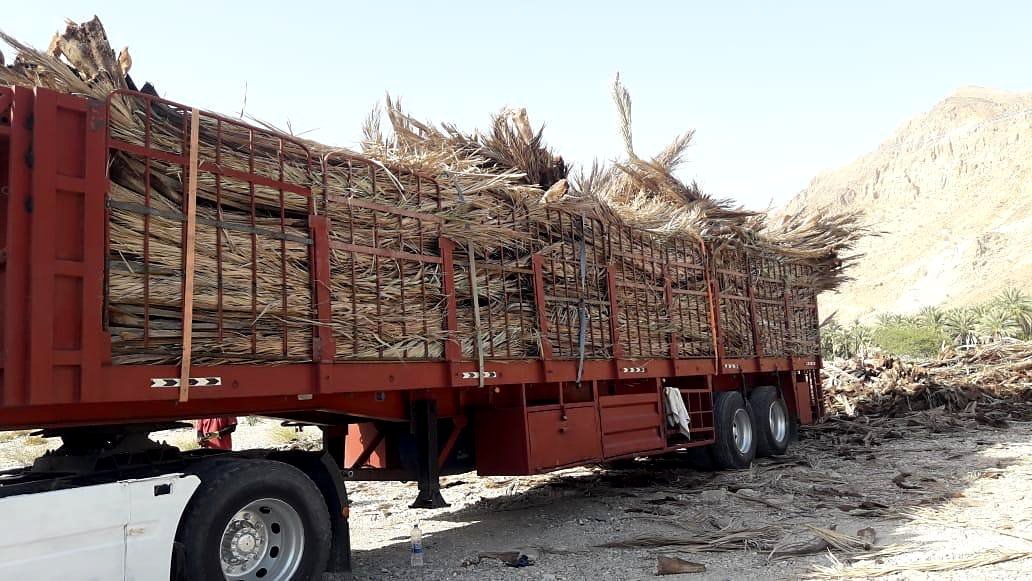 Palm Waste Supply R360 Palm Fronds Truck Collection